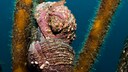 Eine chilenische Stachelschnecke Concholepas concholepas.