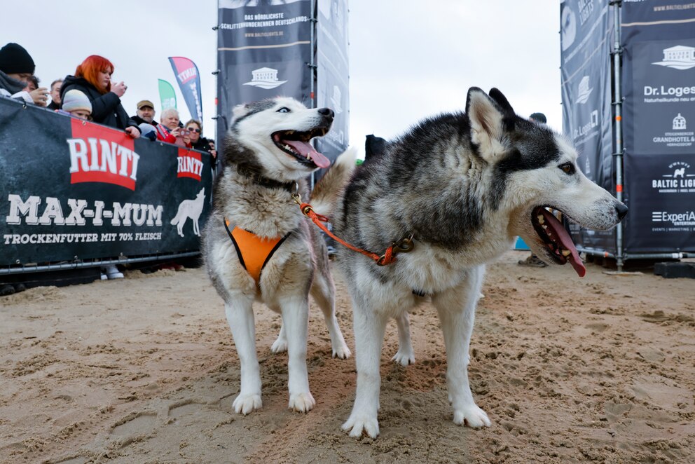 Huskys beim Schlittenhunderennen 2023 auf Usedom