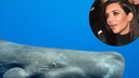 Ob dieser Wal wohl an Kim Kardashian denkt? Wie sie klingt er jedenfalls. Das wollen Wissenschaftler nun herausgefunden haben.