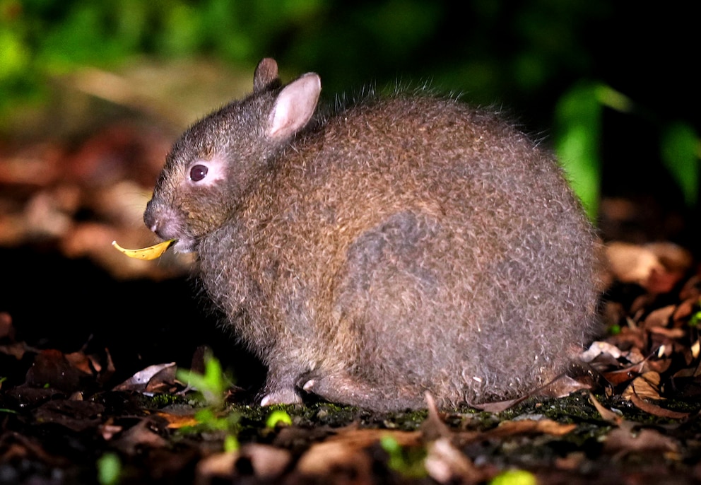 Ein schwarzes Amami-Kaninchen hcokt auf dem Boden