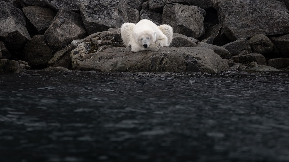 Ein Eisbär am Nordpol hält ein Nickerchen
