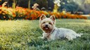 Yorkshire Terrier auf einer Wiese liegend