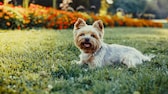 Yorkshire Terrier auf einer Wiese liegend