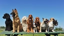 9 beliebte Rassehunde stehen auf einem Podest