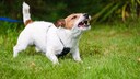 Ein kleiner Hund zeigt sich aggressiv auf einer Wiese