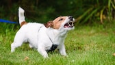 Ein kleiner Hund zeigt sich aggressiv auf einer Wiese
