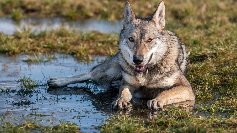 Ein wolfsähnlicher Hund liegt neben einer Pfütze