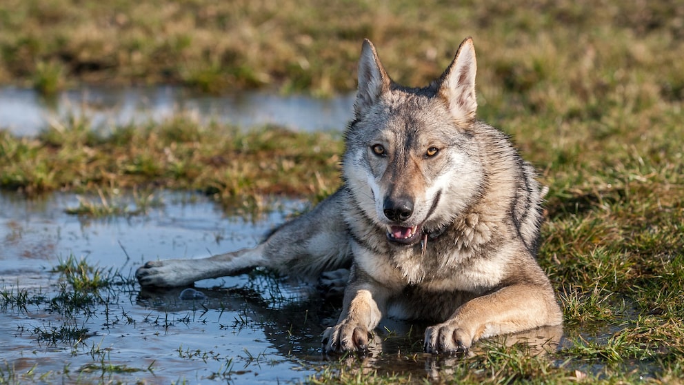 Ein wolfsähnlicher Hund liegt neben einer Pfütze