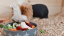 Meerschweinchen im Gehege