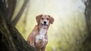 Hund sitzt und schaut hinter einem Baum hervor