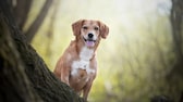 Hund sitzt und schaut hinter einem Baum hervor