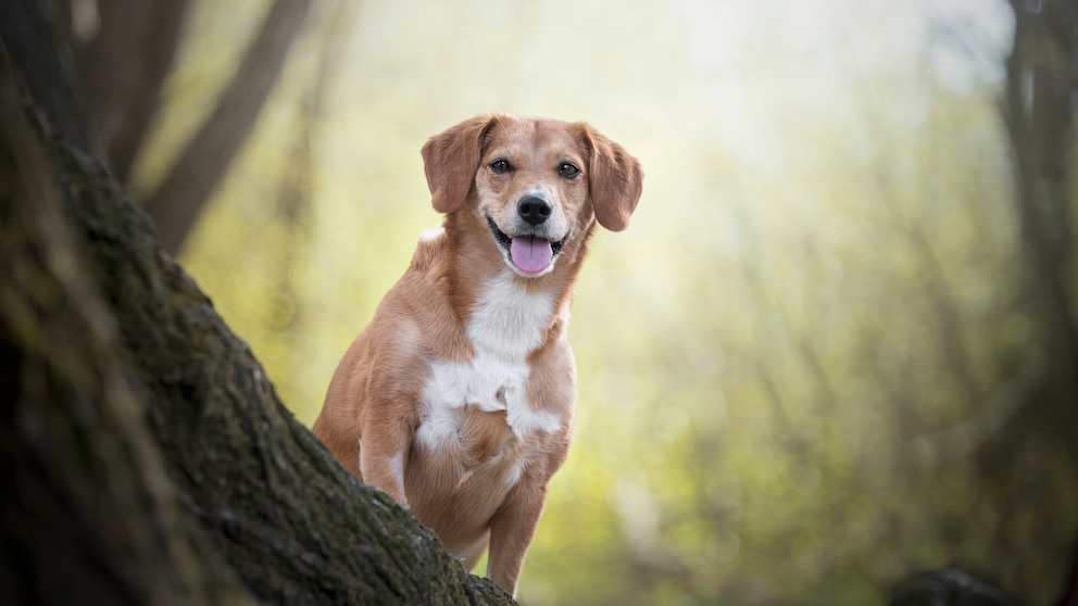 Hund sitzt und schaut hinter einem Baum hervor