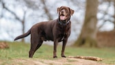 Brauner Labrador Retireiver auf einer Wiese