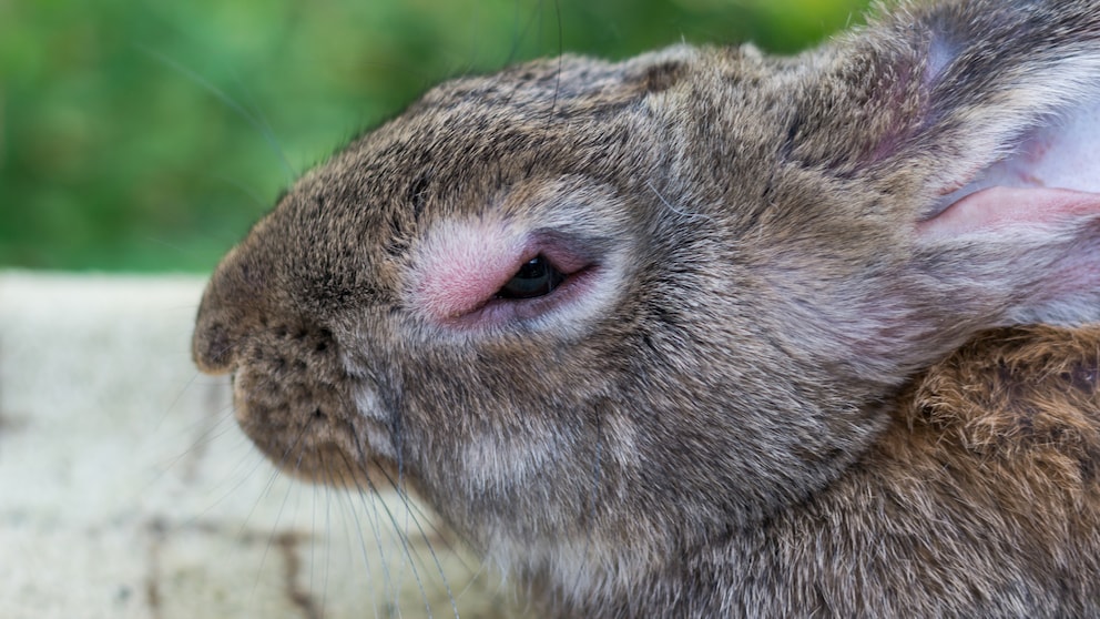 Ein Kaninchen hat eindeutige Symptome der Myxomatose