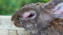 Ein Kaninchen hat eindeutige Symptome der Myxomatose