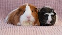 Das Sheltie- und Rosetten-Meerschweinchen gehören zu den beliebtesten Meerschweinchen-Rassen.