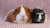 Das Sheltie- und Rosetten-Meerschweinchen gehören zu den beliebtesten Meerschweinchen-Rassen.