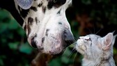 Hund und Katze - die besten Freunde des Menschen