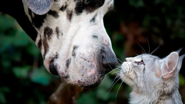 Die schönsten Sprüche über Hunde und Katzen PETBOOK
