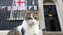 Kater Larry vor der downing street in London.