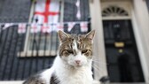 Kater Larry vor der downing street in London.