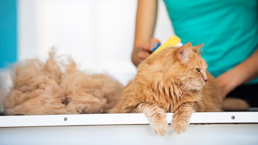 Während des Fellwechsels können Besitzer ihre Katzen mit sanftem bürsten unterstützen. Das sorgt zusätzlich auch für eine tiefere Bindung.