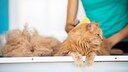 Während des Fellwechsels können Besitzer ihre Katzen mit sanftem bürsten unterstützen. Das sorgt zusätzlich auch für eine tiefere Bindung.