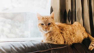 Eine Senior-Katze liegt am Fenster auf der Sofalehne und genießt die Sonne