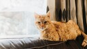 Eine Senior-Katze liegt am Fenster auf der Sofalehne und genießt die Sonne