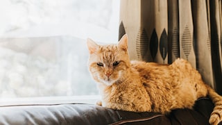 Eine Senior-Katze liegt am Fenster auf der Sofalehne und genießt die Sonne