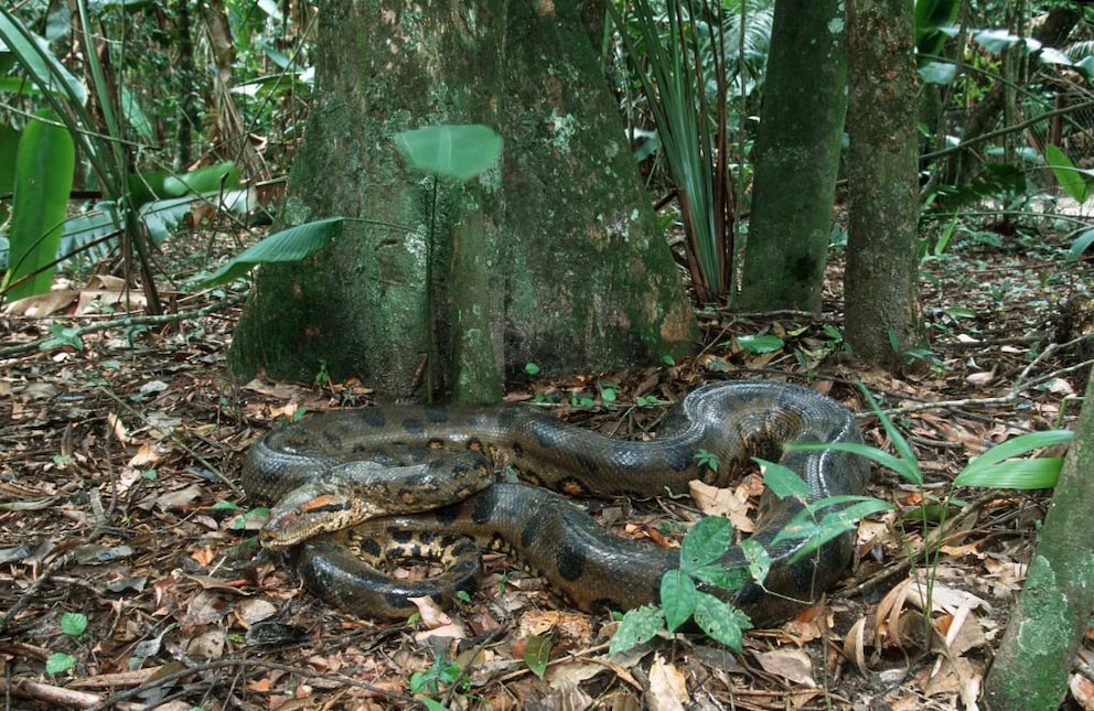 Anakonda (Eunectes murinus) auf Waldboden in Südamerika