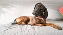 Niedlicher Hund auf dem Sofa, der seinen Besitzer mit schrägem Kopf ansieht
