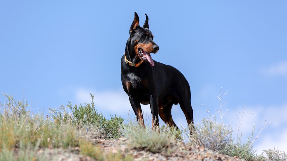 Dobermann auf einem Hügel mit blauem Himmel im Hintergrund