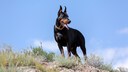 Dobermann auf einem Hügel mit blauem Himmel im Hintergrund