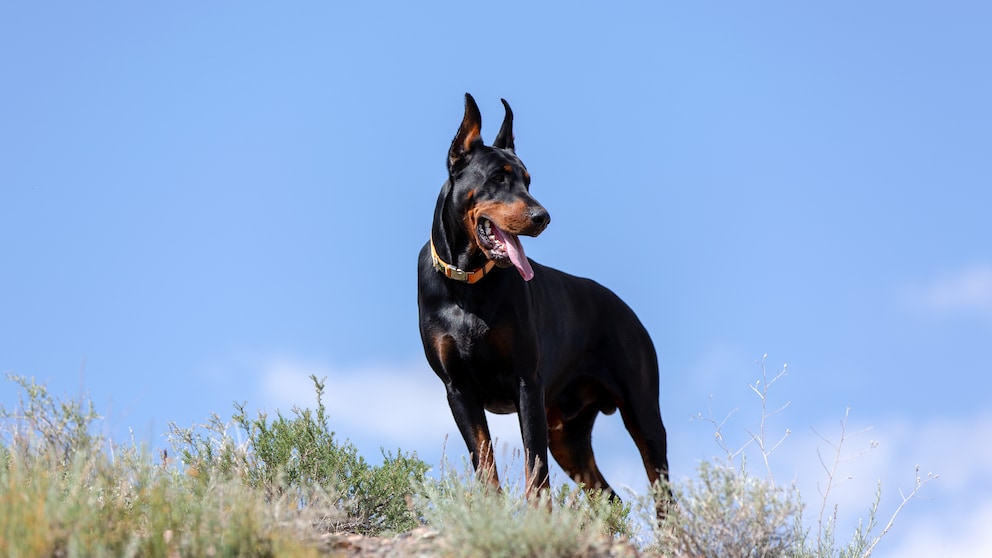 Dobermann auf einem Hügel mit blauem Himmel im Hintergrund