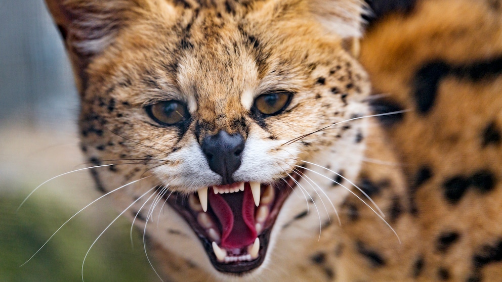 Die traurige Geschichte von Serval Amiry schlägt vor allem im Netz hohe Wellen. Im Internet wird er bereits "Cocaine Cat" - zu Deutsch: Kokain Katze genannt. (Symbolbild)