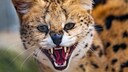 Die traurige Geschichte von Serval Amiry schlägt vor allem im Netz hohe Wellen. Im Internet wird er bereits "Cocaine Cat" - zu Deutsch: Kokain Katze genannt. (Symbolbild)