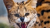 Die traurige Geschichte von Serval Amiry schlägt vor allem im Netz hohe Wellen. Im Internet wird er bereits "Cocaine Cat" - zu Deutsch: Kokain Katze genannt. (Symbolbild)