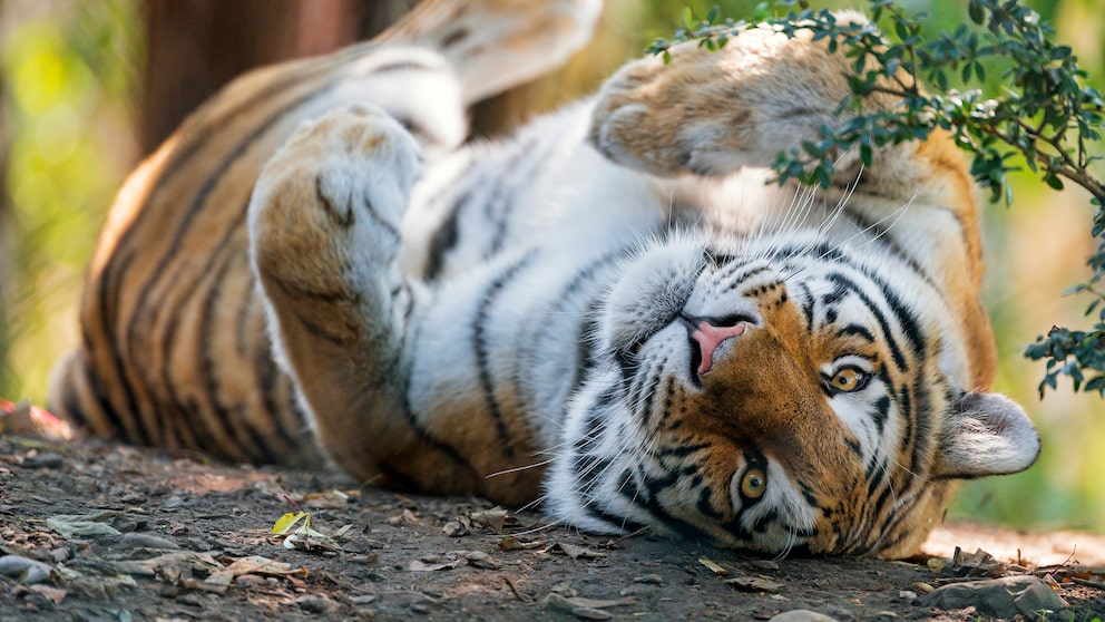 Junges Tigerweibchen liegt auf dem Rücken
