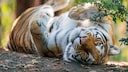 Junges Tigerweibchen liegt auf dem Rücken