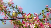 Blaumeise auf blühendem Ast eines Kirschbaumes im frühling