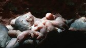 Nacktmull-Könin in Brutkammer säugt ihren Nachwuchs