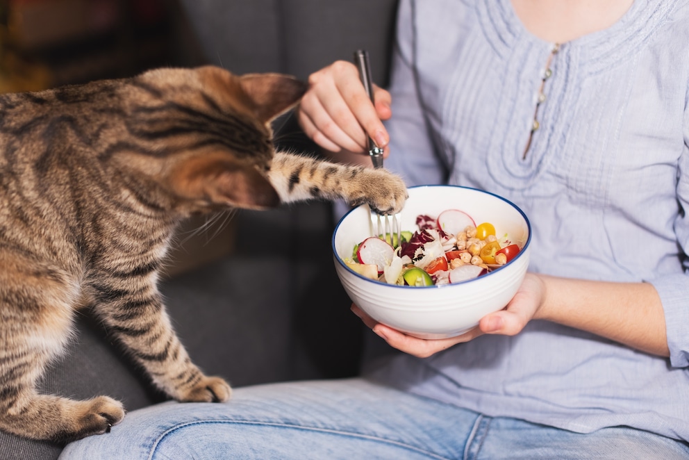 Dürfen Katzen Gemüse fressen? PETBOOK