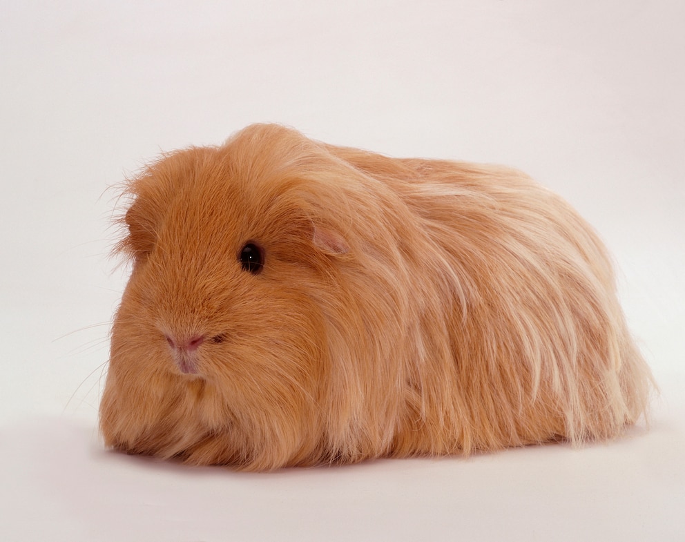 Sheltie Meerschweinchen können im Freien und in der Wohnung gehalten werden.