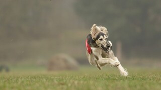 Hund mit Maulkorb rennt