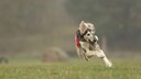 Hund mit Maulkorb rennt