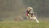 Hund mit Maulkorb rennt