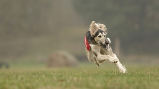 Hund mit Maulkorb rennt