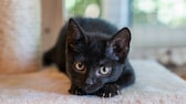 Kleines schwarzes Kätzchen liegt auf einem Kratzbaum