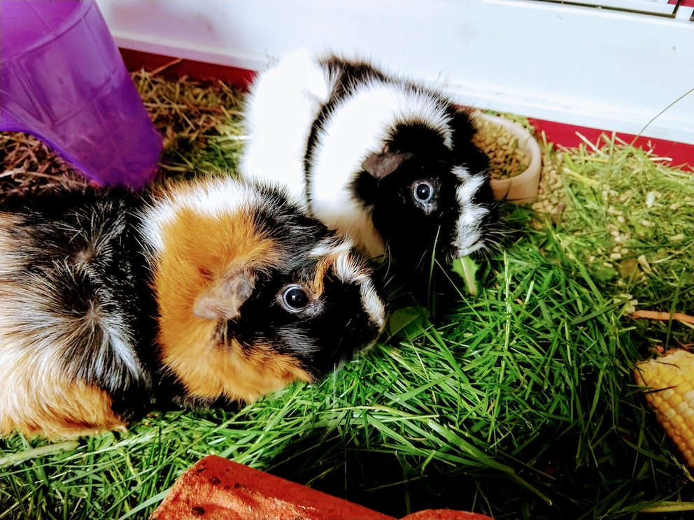 Rosetten-Meerschweinchen haben bis zu zehn dieser charakteristischen Wirbel im Fell.